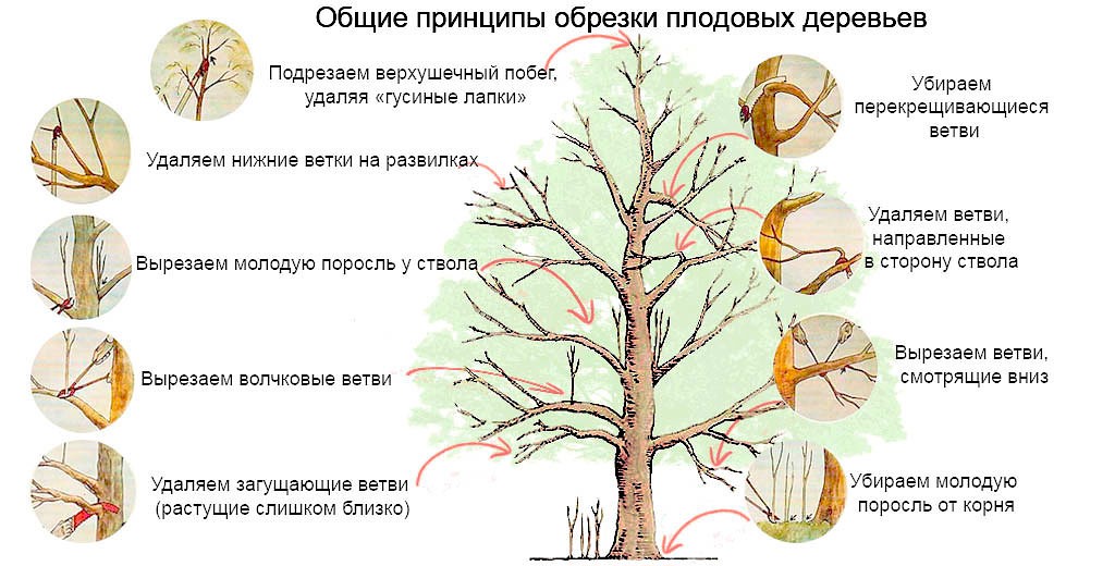 обрезка сливы весной схема