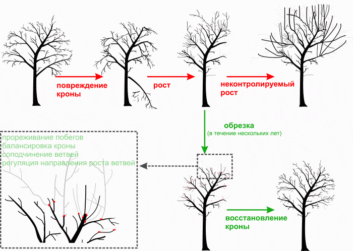 обрезка сливы весной