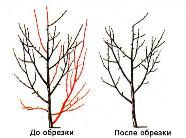 Схема обрезки сливы весной