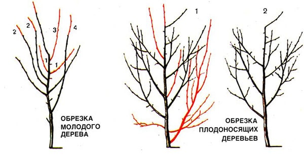 Схема обрезки сливы весной